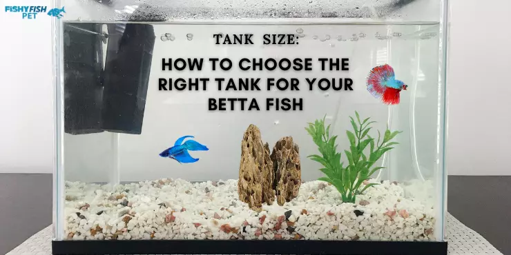Betta Fish Tanks - Tank Size How to Choose the Right Tank for Your Betta Fish