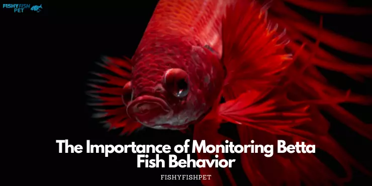 The importance of monitoring Betta fish behavior