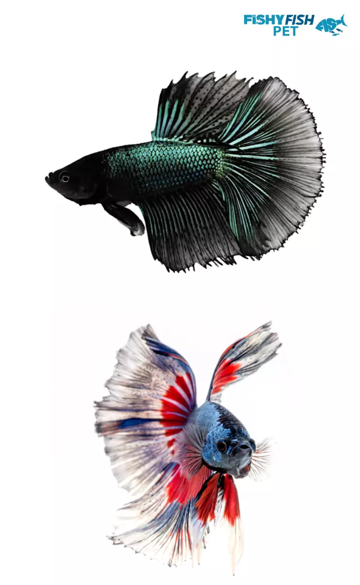The physical changes that occur when betta fish turn black