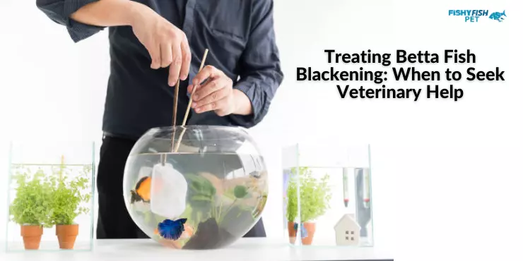 Treating Betta Fish Blackening: When to Seek Veterinary Help