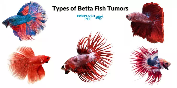 Types of Betta Fish Tumors