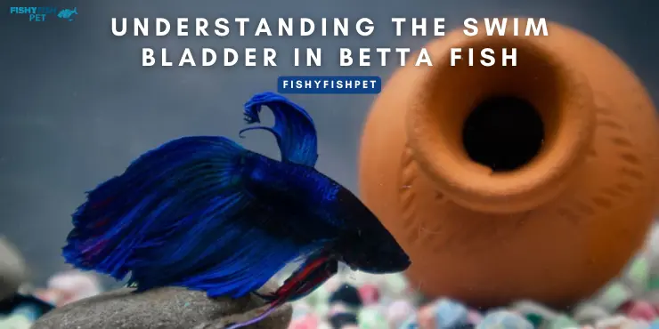 Understanding the Swim Bladder in Betta Fish