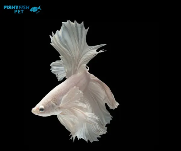 Velvet Albino betta fish