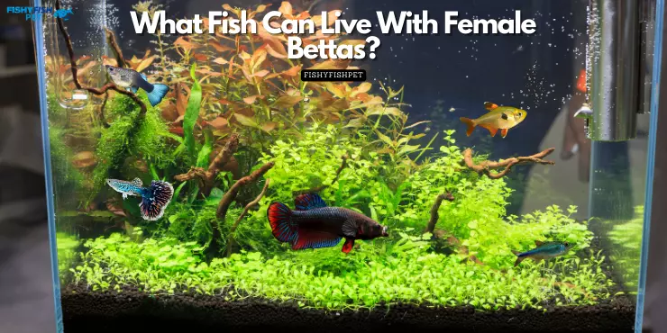What Fish Can Live With Female Bettas