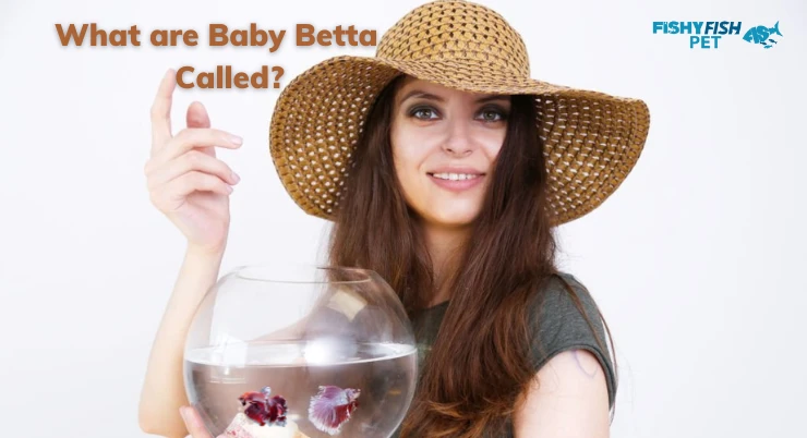 What are Baby Betta Called