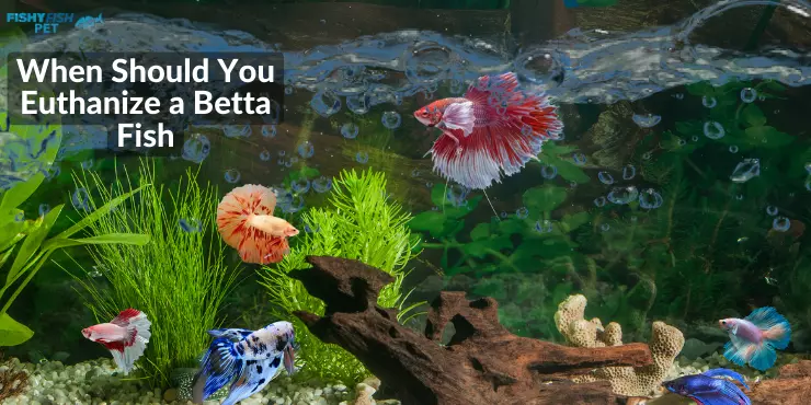 When Should You Euthanize a Betta Fish