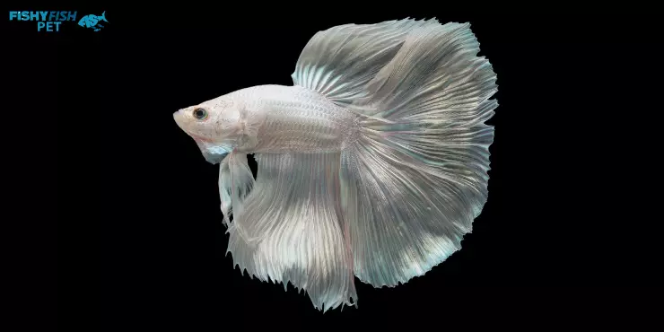 White Half-moon Betta Fish 