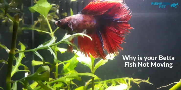 Why is your Betta Fish Not Moving