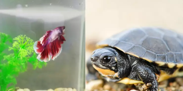 betta with turtle