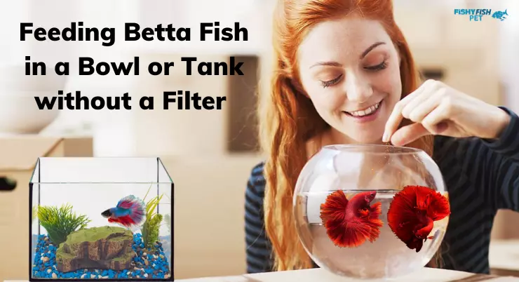 Feeding Betta Fish in a Bowl or Tank without a Filter 
