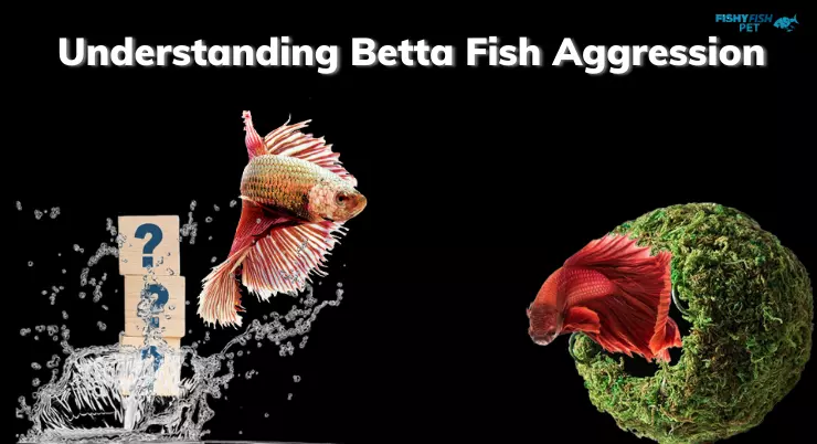 Understanding Betta Fish Aggression 