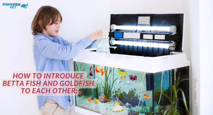 How to Introduce Betta Fish and Goldfish to Each Other: