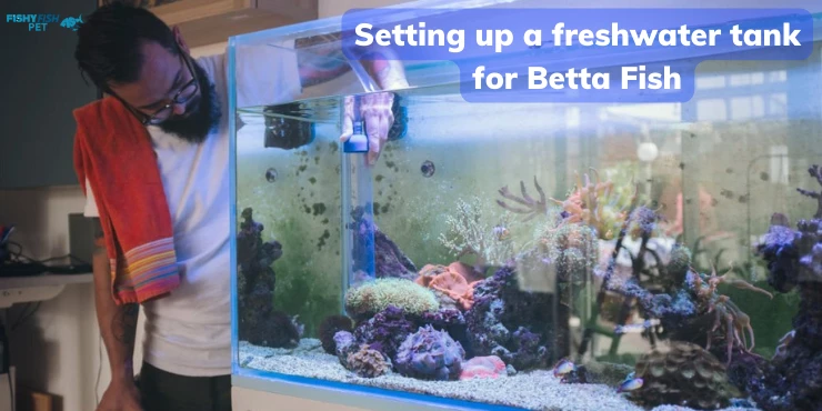 Setting up a freshwater tank for Betta Fish: