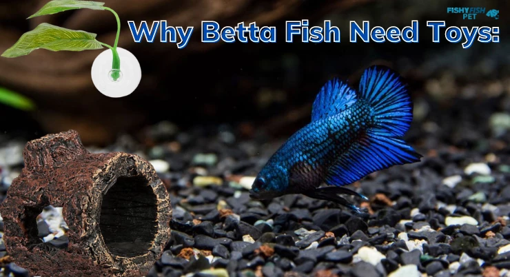 Why Betta Fish Need Toys