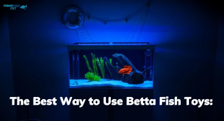 The Best Way to Use Betta Fish Toys:
