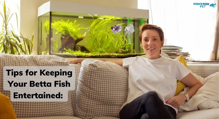 Tips for Keeping Your Betta Fish Entertained: 