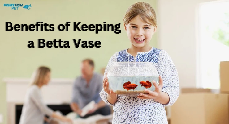 Benefits of Keeping a Betta Vase:
