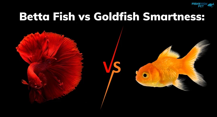 Betta Fish vs Goldfish Smartness: