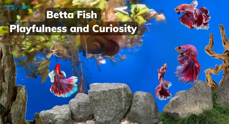 Betta Fish Playfulness and Curiosity