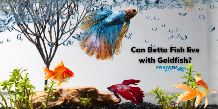 Can Betta Fish live with Goldfish?