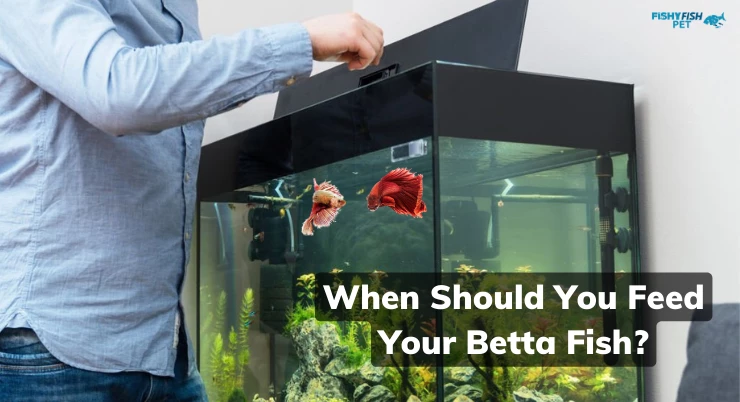 how to feed betta fish