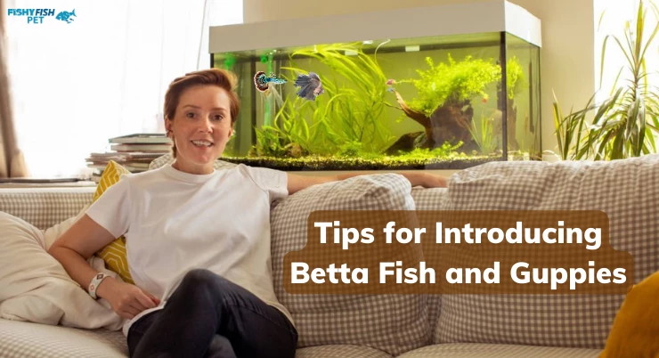 Can Betta Fish Live with Guppies ezgif.com webp maker 74 1