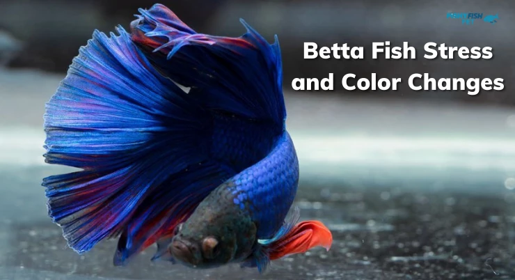 Betta Fish Stress and Color Changes