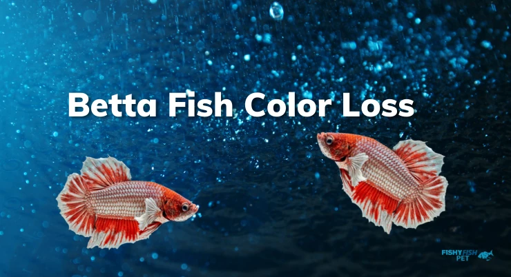 Betta Fish Color Change ezgif.com webp maker 89