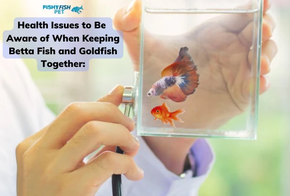 Health Issues to Be Aware of When Keeping Betta Fish and Goldfish Together: