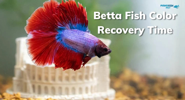 Betta Fish Color Recovery Time