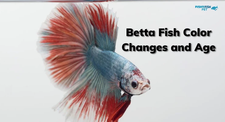 Betta Fish Color Changes and Age