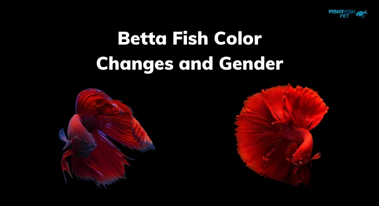 Betta Fish Color Changes and Gender