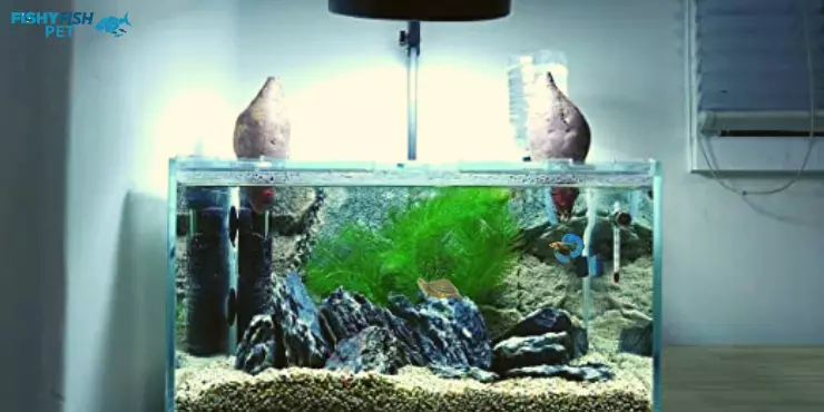 turtle setup