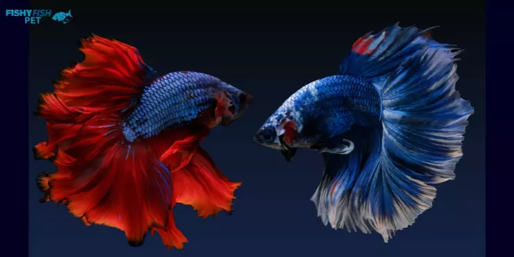 Why Is My Blue Betta Fish Turning Red