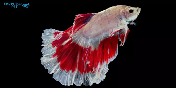 How long can a betta fish live out of water - Betta Fish