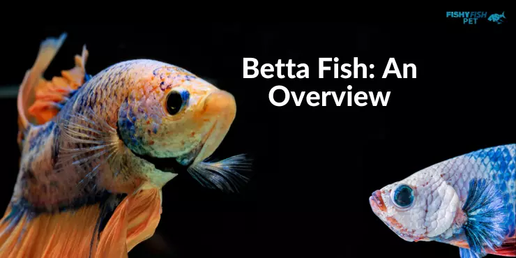 Betta Fish: An Overview
