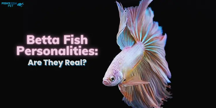 Betta Fish Personalities - Are They Real