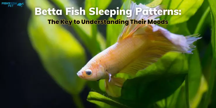 Betta Fish Sleeping Patterns - The Key to Understanding Their Moods