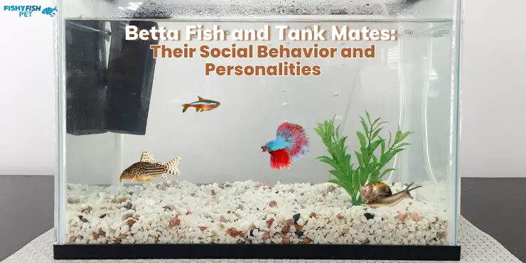 Betta Fish and Tank Mates - Their Social Behavior and Personalities