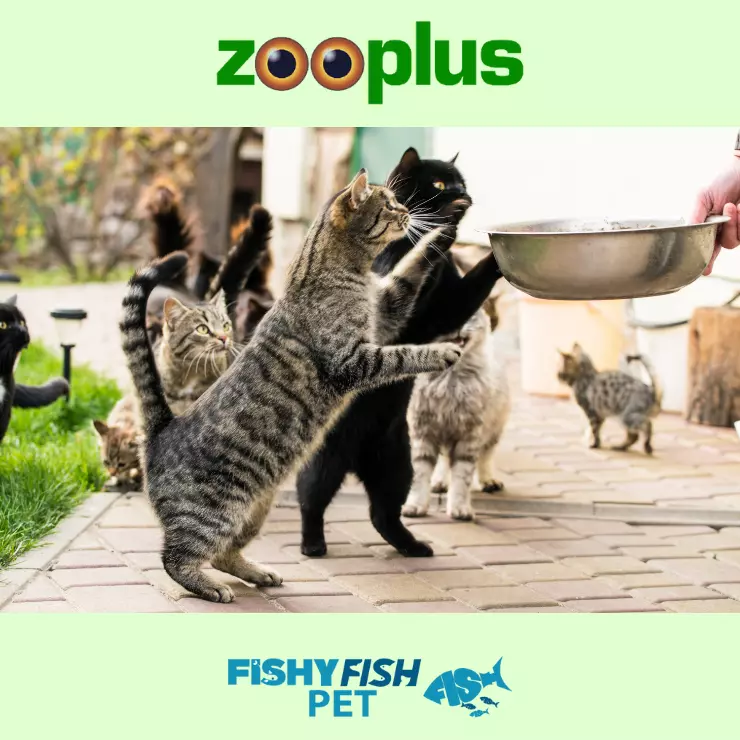 Cat Food FishyFish Pet