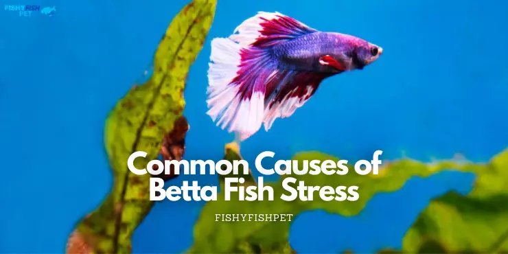 Common Causes of Betta Fish Stress