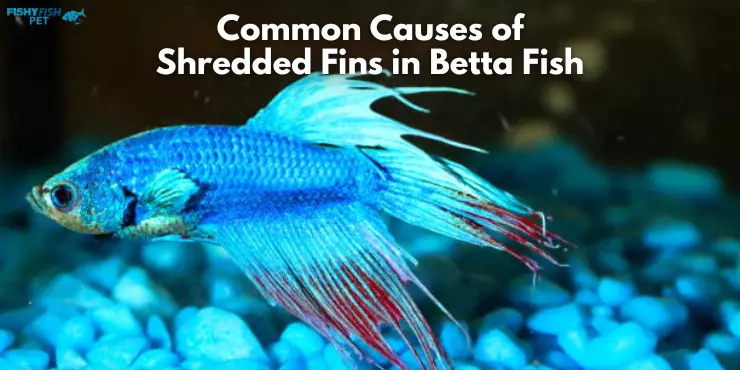 Common Causes of Shredded Fins in Betta Fish