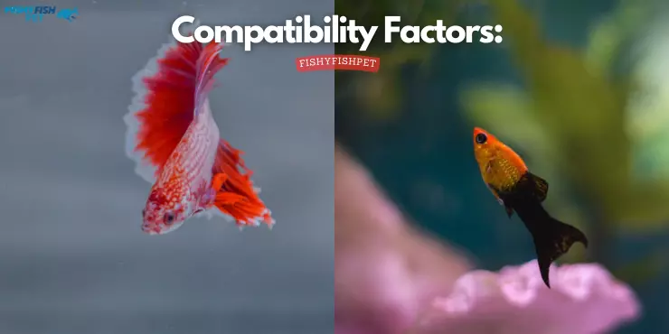 can male betta fish live with mollies - Compatibility Factors