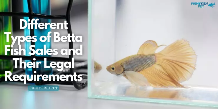Different Types of Betta Fish Sales and Their Legal Requirements