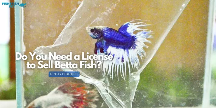 Do You Need a License to Sell Betta Fish