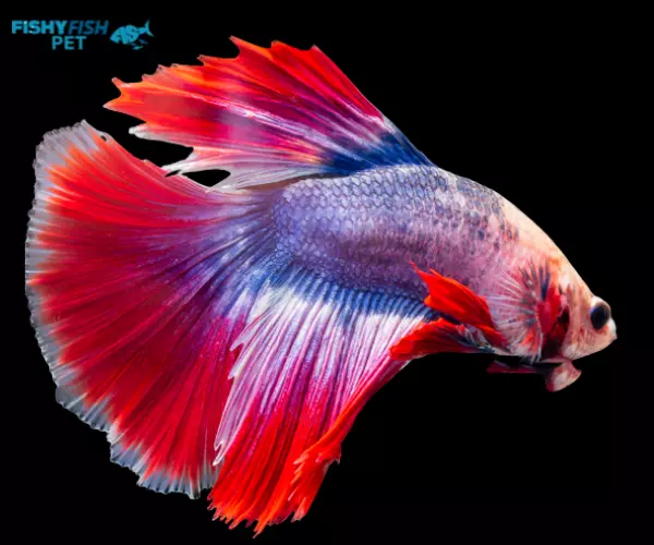 Dropsy Rainbow betta fish