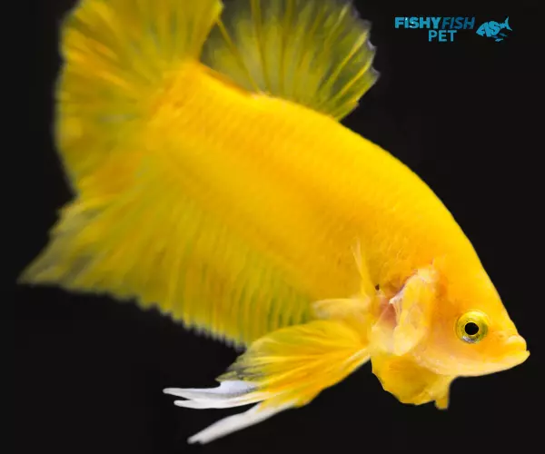 Dropsy yellow betta fish 