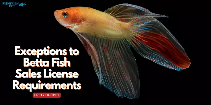 Exceptions to Betta Fish Sales License Requirements