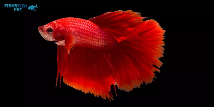 Can Female Betta Fish Live With Other Fish