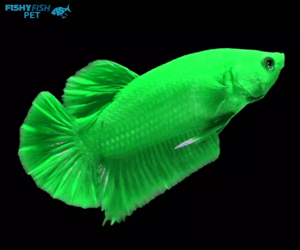 Green Betta Fish 